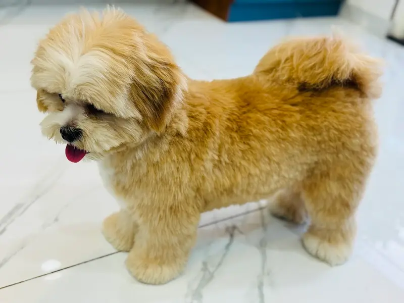 The Urban Paws Pune | Pet Grooming Salon @ Kharadi, photo 4