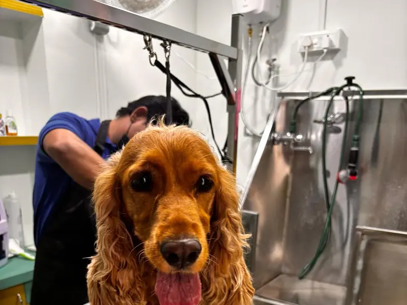 Wags-K-Swag Pet Grooming, photo 5