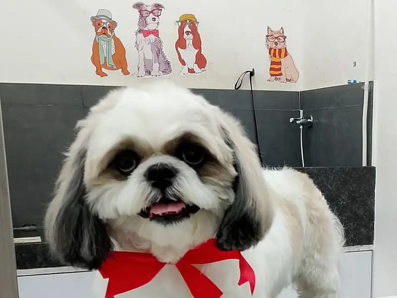 Canine Pet Grooming, photo 2