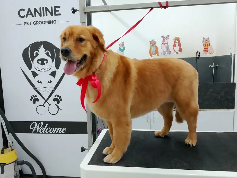 Canine Pet Grooming, photo 4