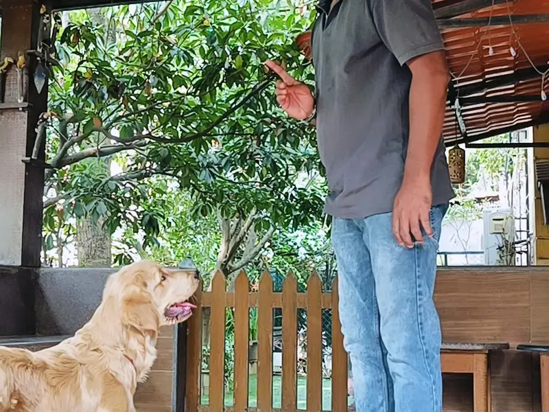 Intelligent K9 Training Services, photo 5