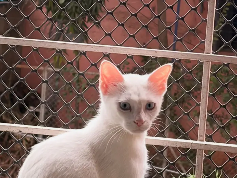 Saarah's Pets Hostel, photo 2