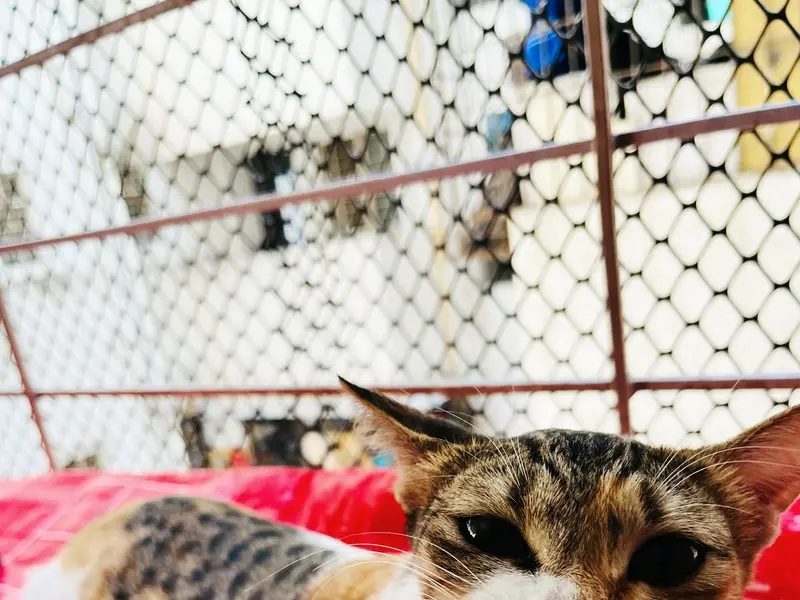 Saarah's Pets Hostel, photo 3