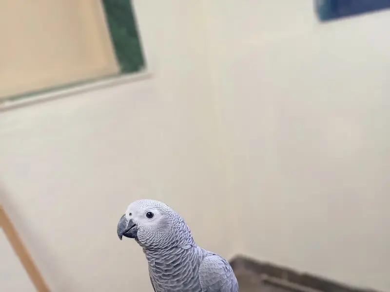 Amazon Pets Pune, photo 2