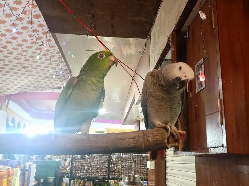 Amazon Pets Pune, photo 5