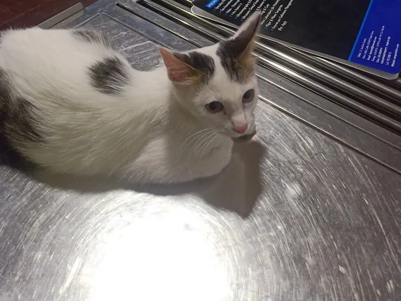 Animal Medical Services, photo 5