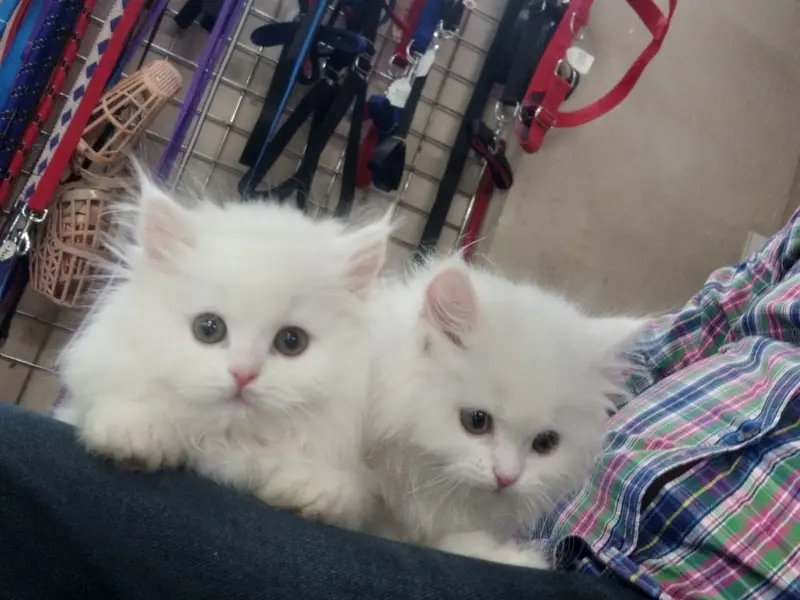 Arav Pet shop | Persian kittens | Guinea pig | Hamster | Rabbits | Hand tame birds, photo 3