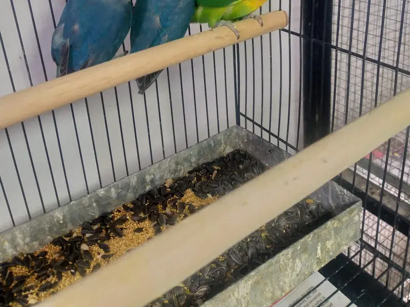 Arav Pet shop | Persian kittens | Guinea pig | Hamster | Rabbits | Hand tame birds, photo 4