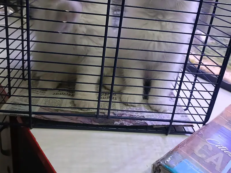 Arav Pet shop | Persian kittens | Guinea pig | Hamster | Rabbits | Hand tame birds, photo 5