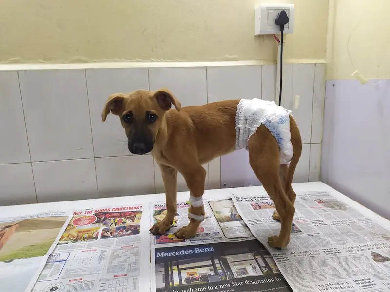 Fifth Sense Animal Health Care, photo 2