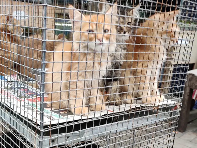 Gaylord Pets, photo 4