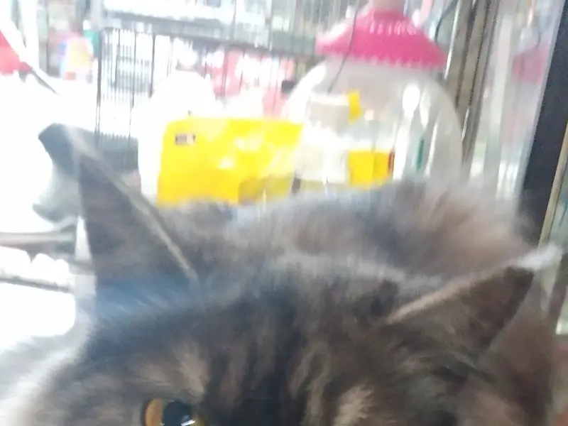Gaylord Pets, photo 5