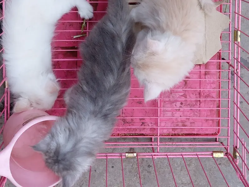 Khan's Animal Place, photo 2