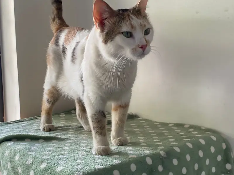 Petcetera Cat Hostel, photo 4