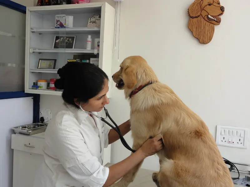 PetCetera Small Animal Clinic, photo 2