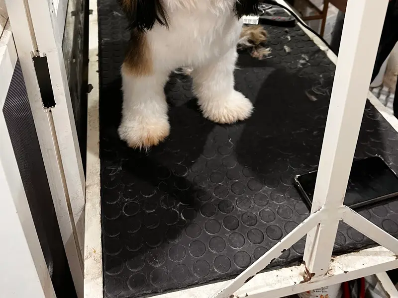 Preety Pets Grooming Salon & Grooming Institute, photo 3