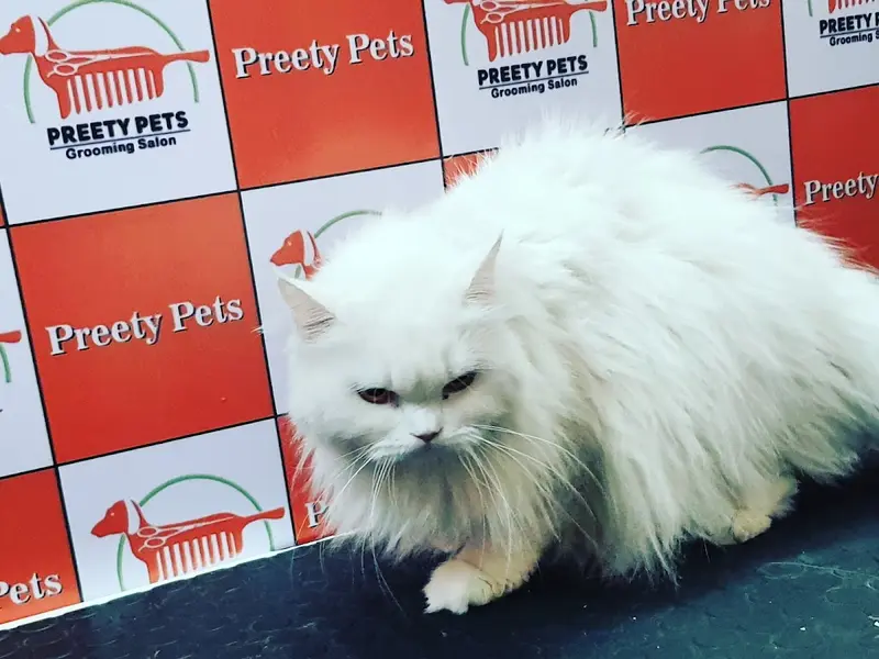 Preety Pets Grooming Salon & Grooming Institute, photo 4
