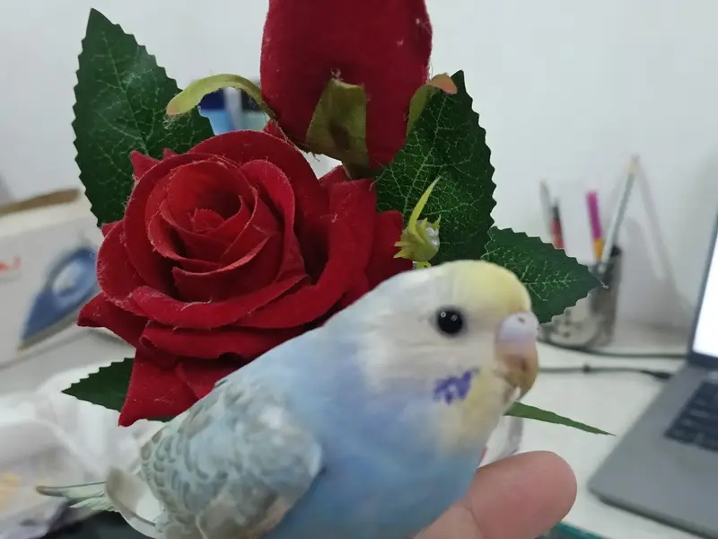 Pune Exotic Birds and Pets, photo 2