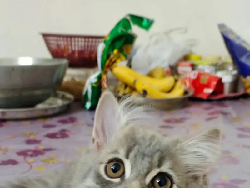 Pune Exotic Birds and Pets, photo 4