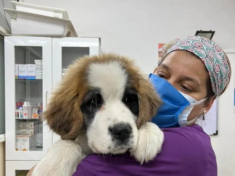 Purple Paws Pet Clinic, Dr. Aditi Chitnis, photo 2