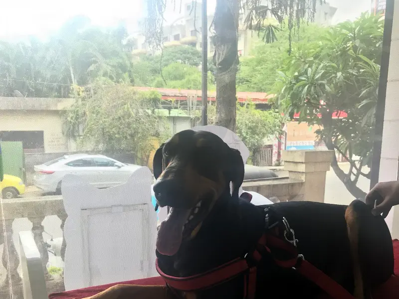 Purple Paws Pet Clinic, Dr. Aditi Chitnis, photo 5