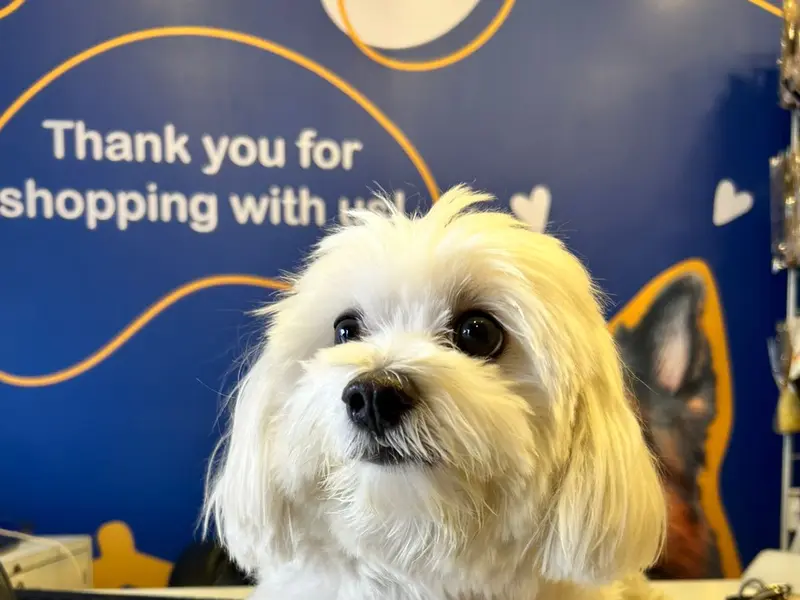 The Pet Padosi - Pet Store & Spa - Salunkhe Vihar , Pune, photo 3
