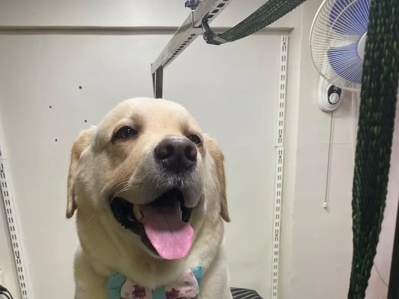 The Pet Padosi - Pet Store & Spa - Salunkhe Vihar , Pune, photo 4