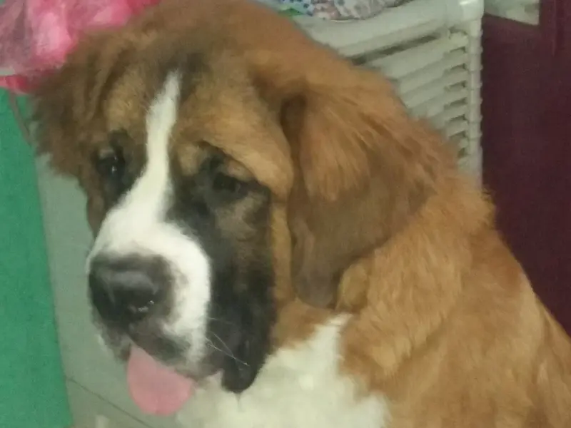 Complete Pet Care Clinic, photo 4