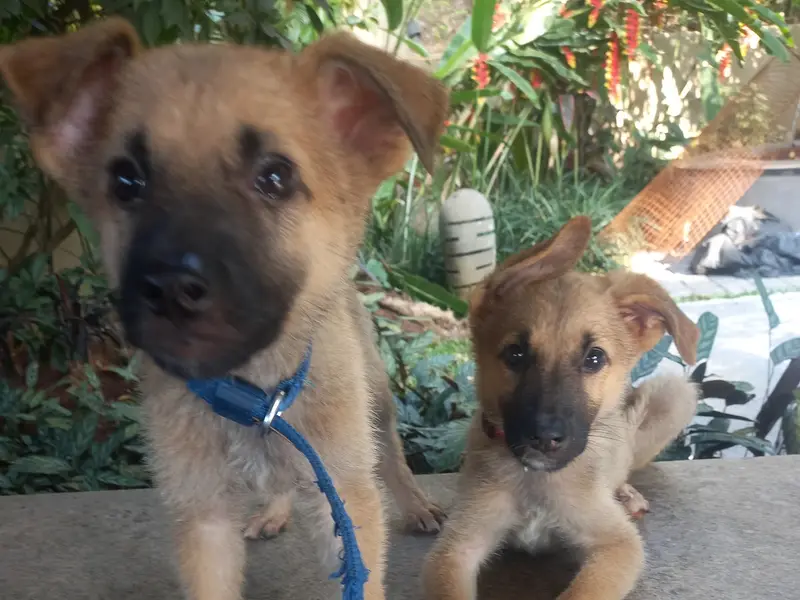 Aditi's Pet Services, photo 2
