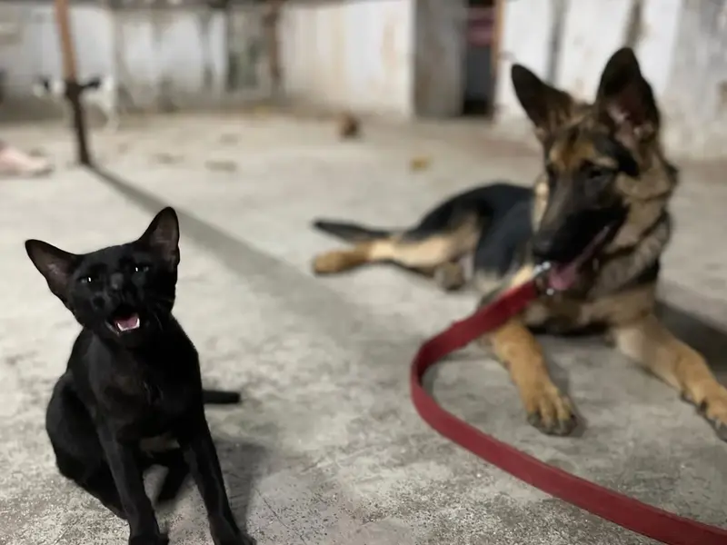 Caliber K9 India, photo 2