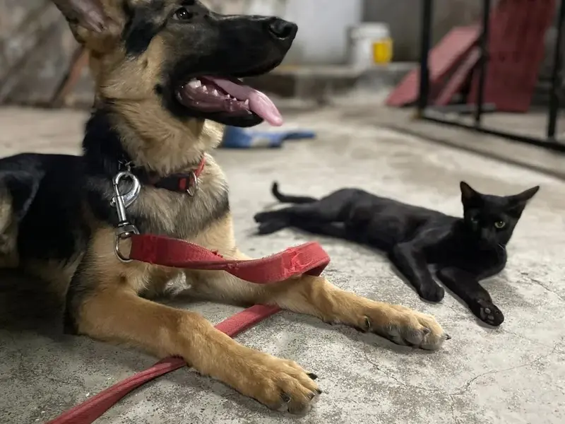 Caliber K9 India, photo 3