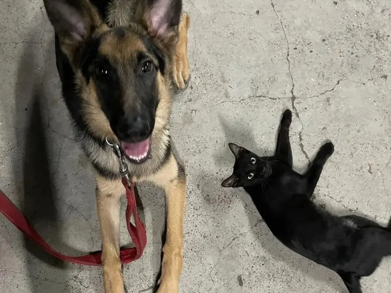 Caliber K9 India, photo 4