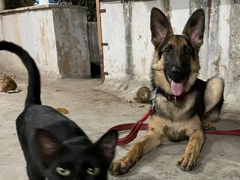 Caliber K9 India, photo 5