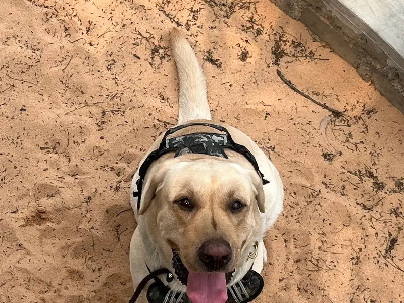 Coopie's dog training school and facility Centre, photo 4