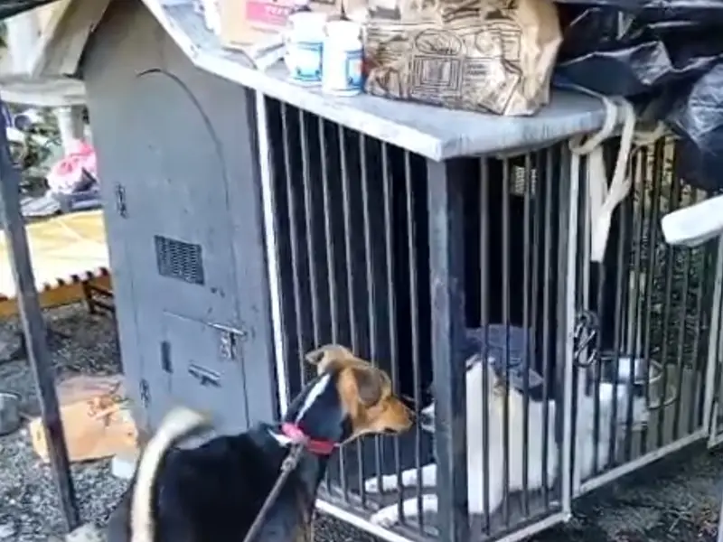 Coopie's dog training school and facility Centre, photo 5
