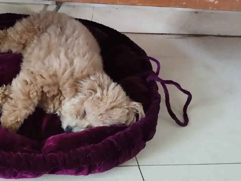 Daisy Pet Hostel, photo 4