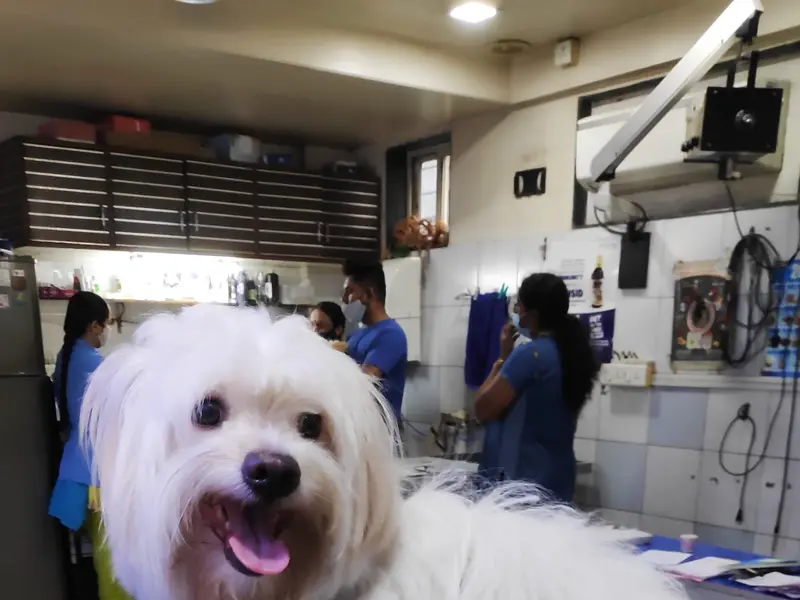 Dr. Gorhe Pet Cover Clinic, photo 4