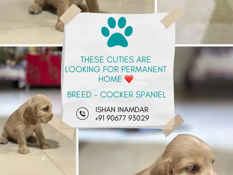 Dr Nandkumar Auradkar |veterinary physician |teleconsultation|online consult, photo 5