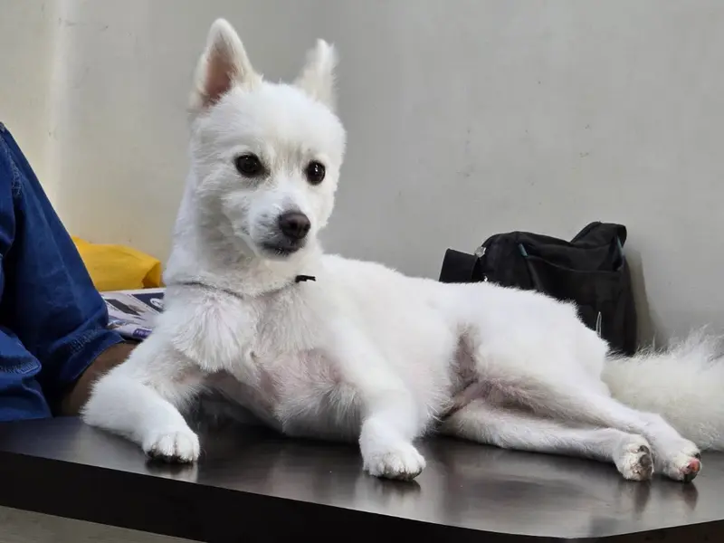Dr. S.B.'s Veterinary Clinic and Diagnostics, photo 4