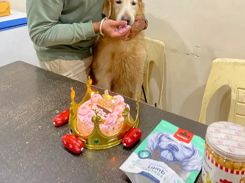 Happy Pups Pet Resort, photo 2