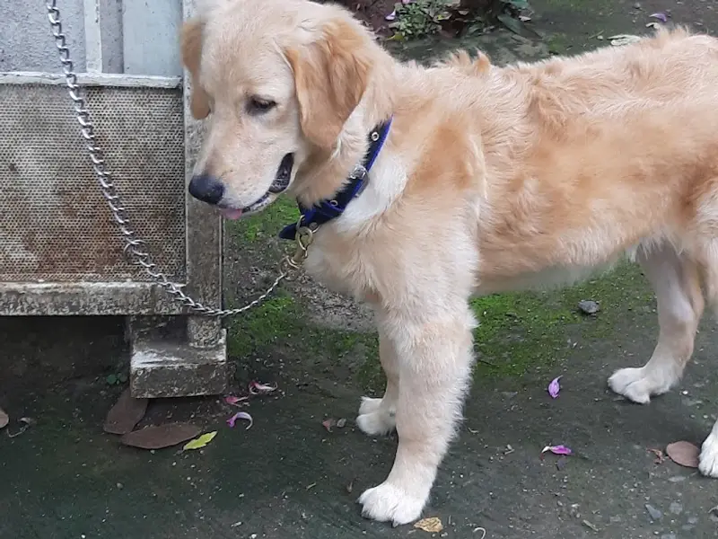 Happy Pups Pet Resort, photo 3