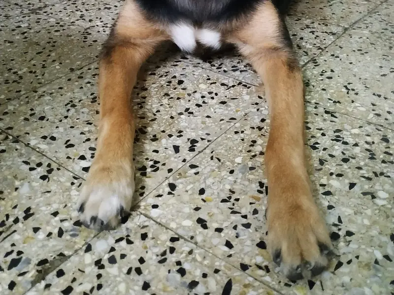 Happy Pups Pet Resort, photo 4