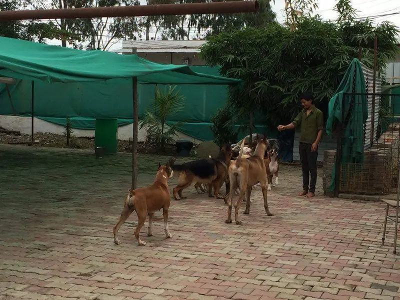 Happy Pups Pet Resort, photo 5