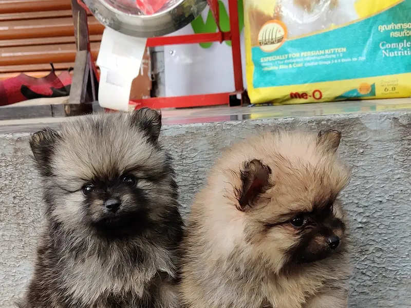 Pets Passion House, photo 4