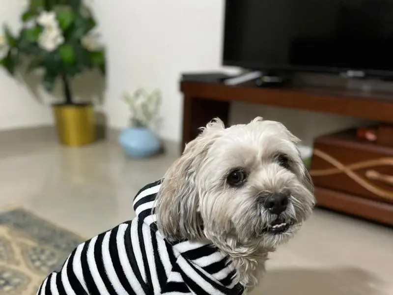 Pets Point - Kothrud, photo 3