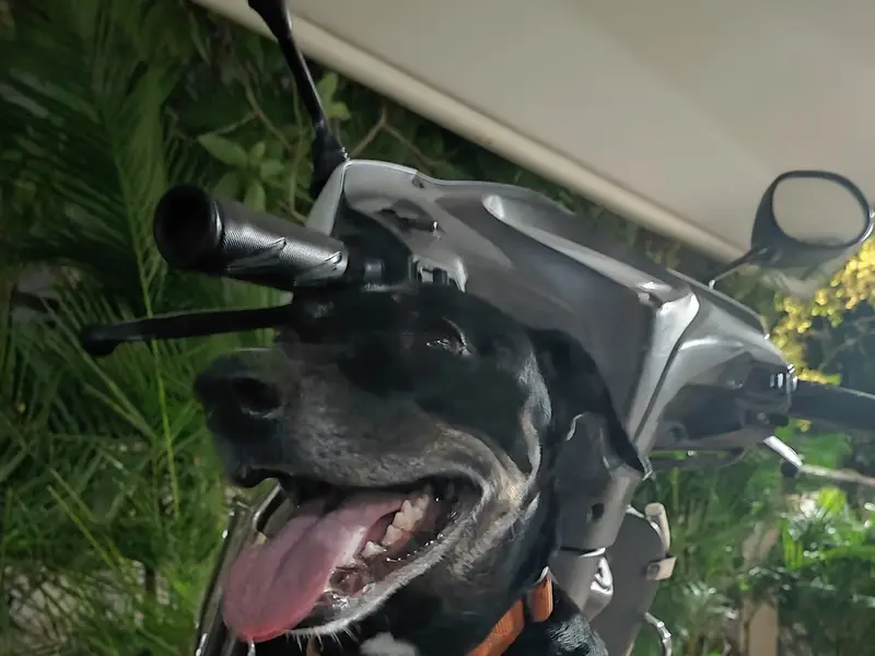 Pune Paws Dog Training & Dog Walking Services, photo 4
