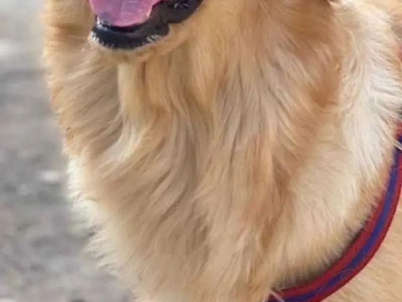 Satvik Pet's Dog Walking Services Pune, photo 3
