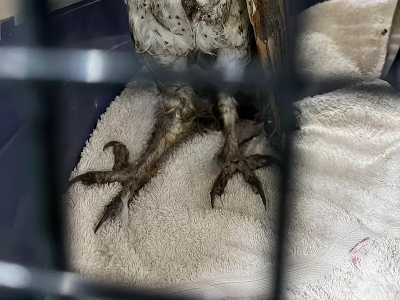 Snake catching services available, photo 2