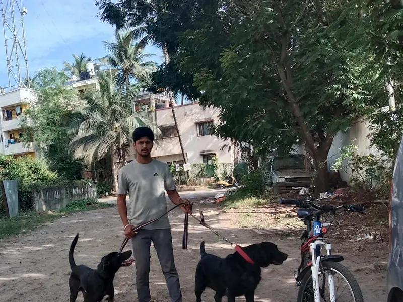 Vidya dog walking services, Pune., photo 2