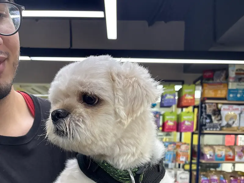 Zigly - Vet Clinic, Pet Grooming & Pet Products | Kothrud, Pune, photo 2